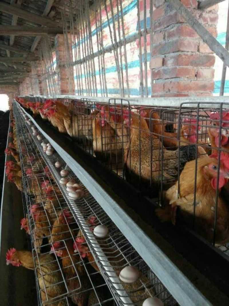 包邮广西桂香土鸡苗出壳苗35~45克雄