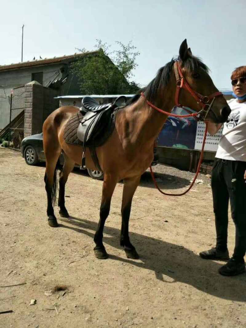 半血马300~400kg