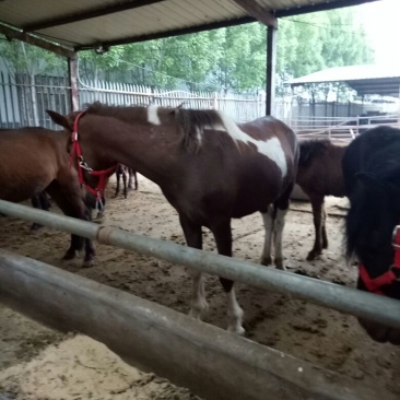 半血马300~400kg