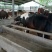半血马300~400kg