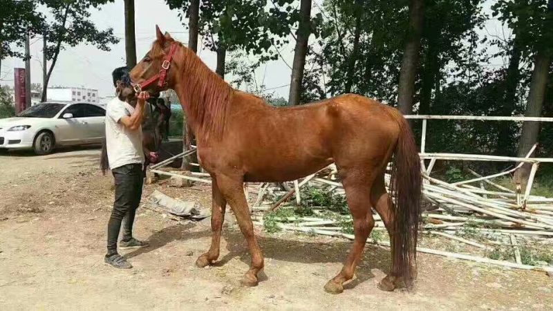 半血马300~400kg