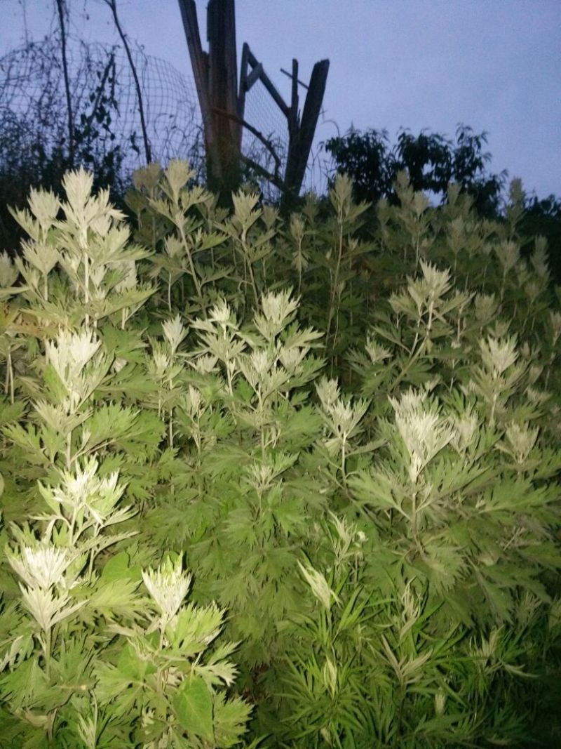 艾草
