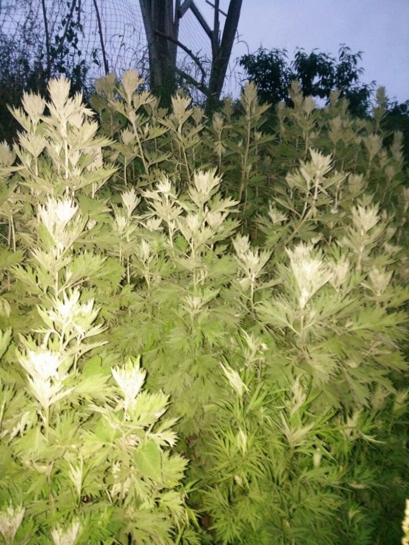 艾草