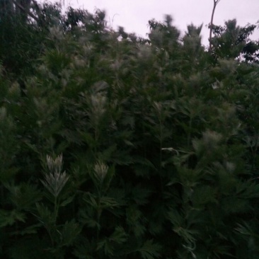 艾草