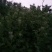 艾草