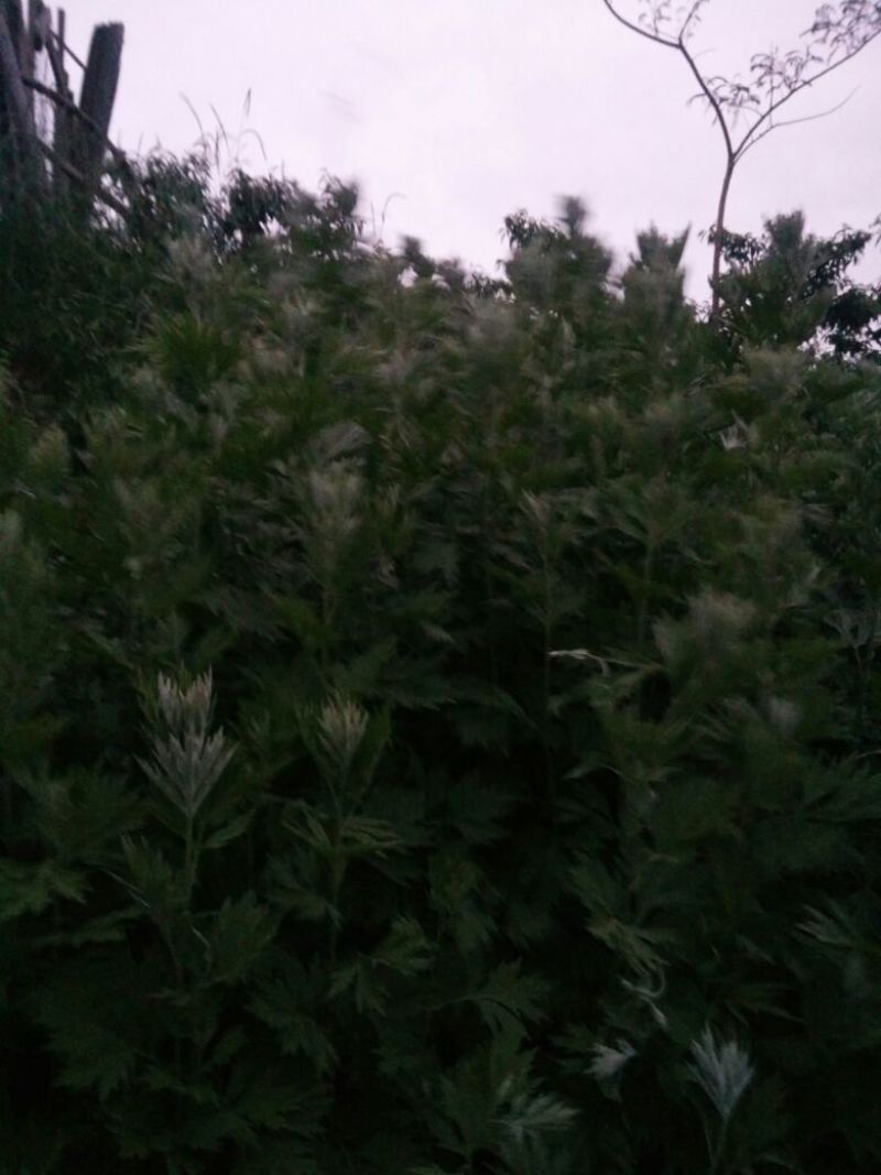 艾草