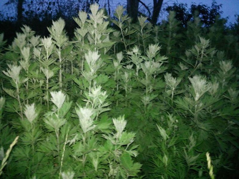 艾草