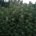 艾草