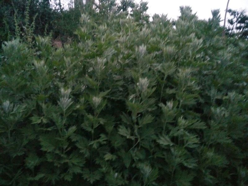 艾草
