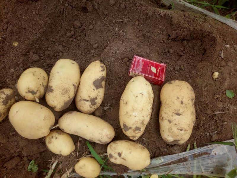荷兰十五土豆3两以上通货