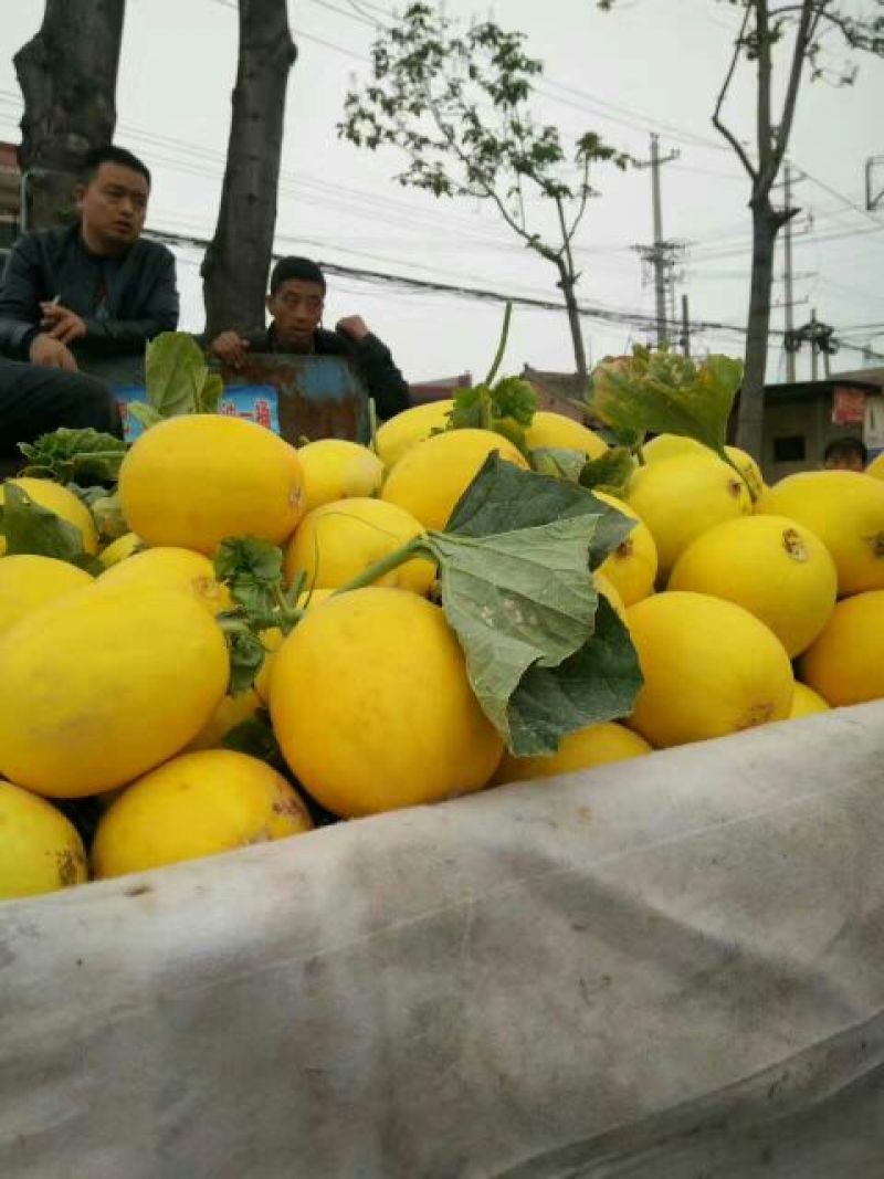 久红瑞甜瓜产地，久红瑞甜瓜大量上市供应，诚信第一
