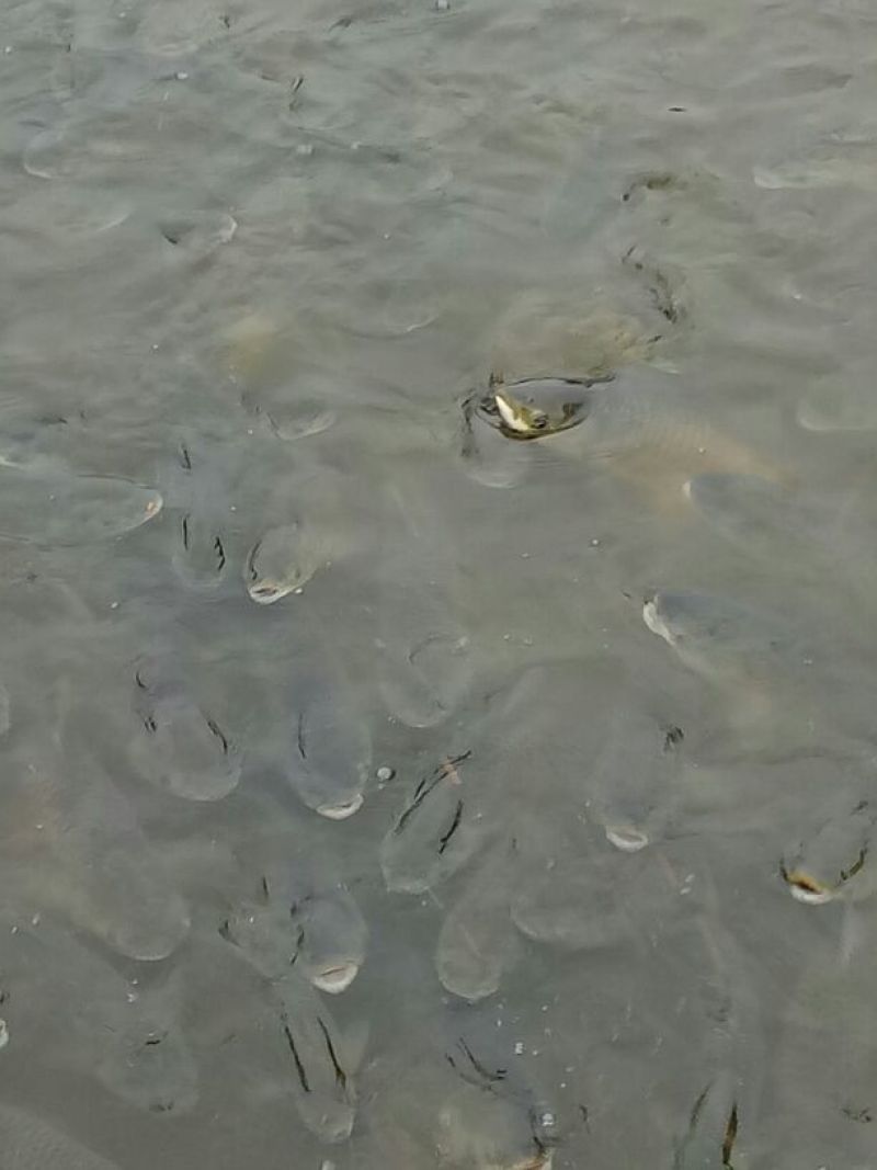 湘云鲫食用