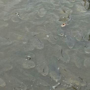 湘云鲫食用