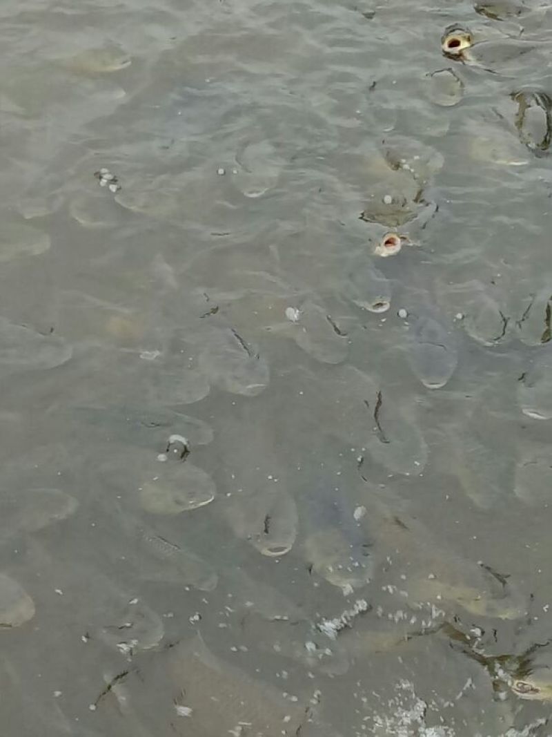 湘云鲫食用