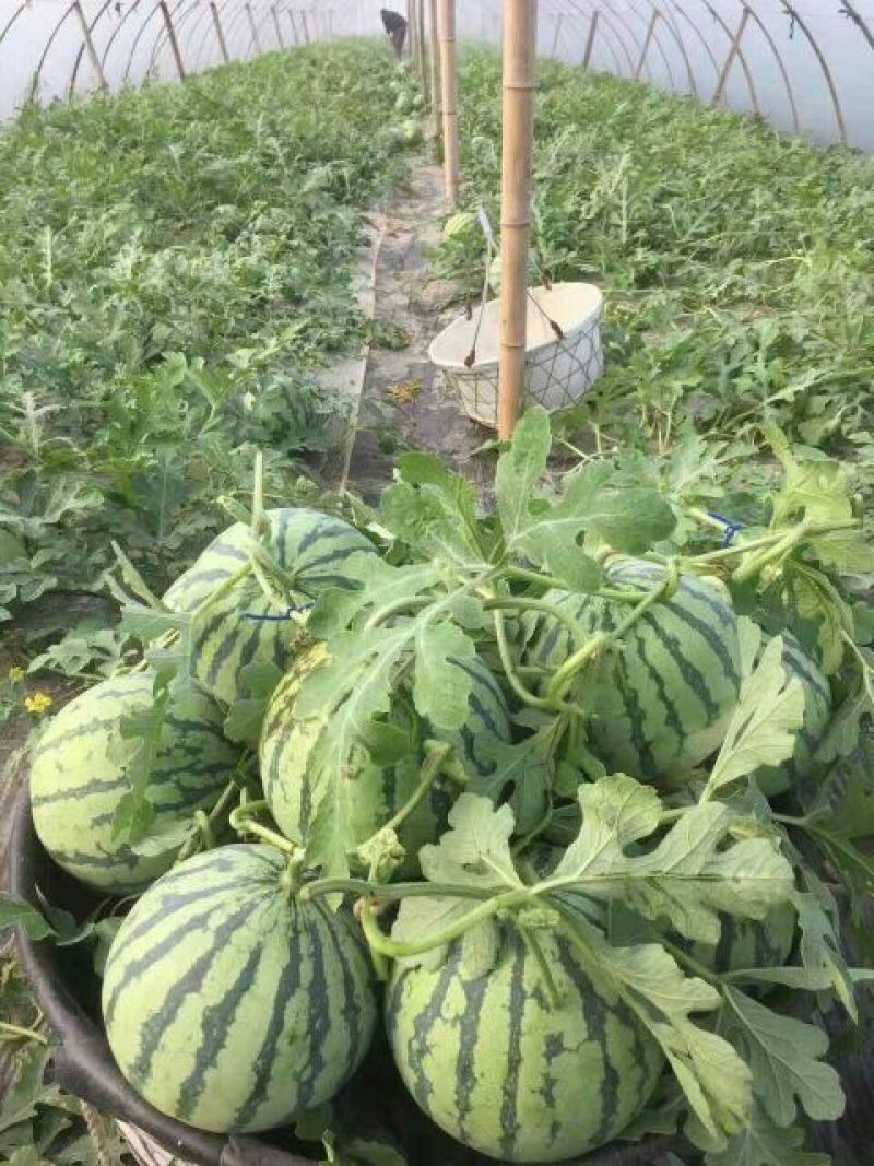 河南夏邑北岭镇8424西瓜7斤打底8成熟1茬