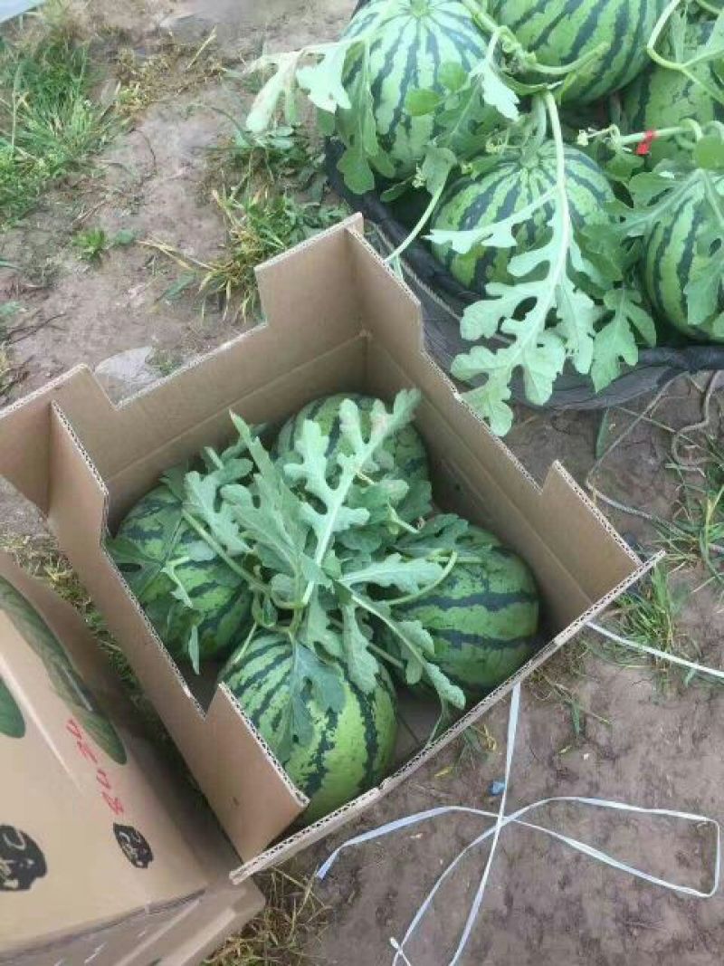 河南夏邑北岭镇8424西瓜7斤打底8成熟1茬