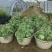 河南夏邑北岭镇8424西瓜7斤打底8成熟1茬