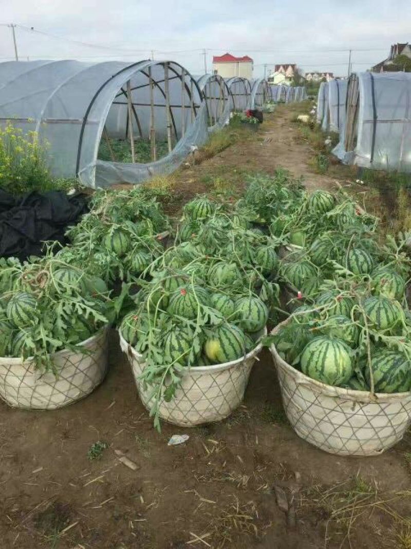 河南夏邑北岭镇8424西瓜7斤打底8成熟1茬