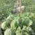 8424西瓜7斤打底8成熟1茬