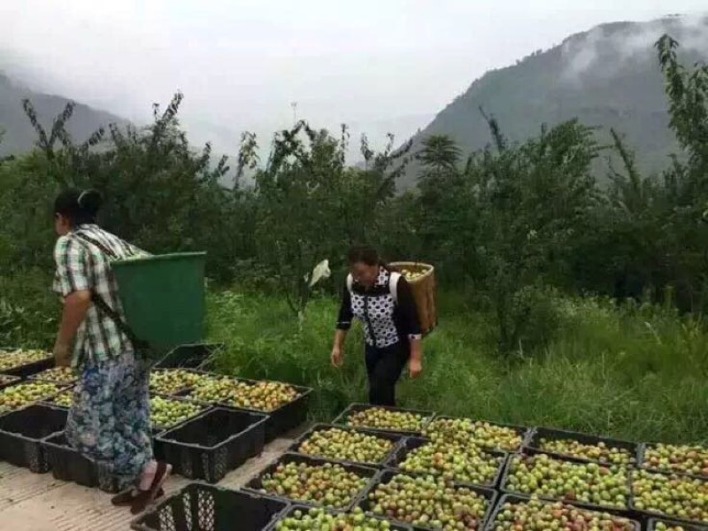 半边红李子