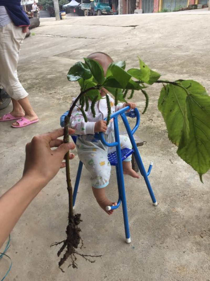 台湾四季长果桑树苗无籽十大桑果苗当年挂果