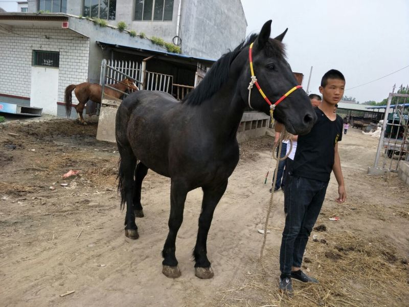 矮马100~200kg