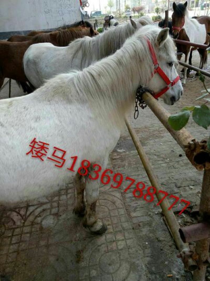 矮马100~200kg