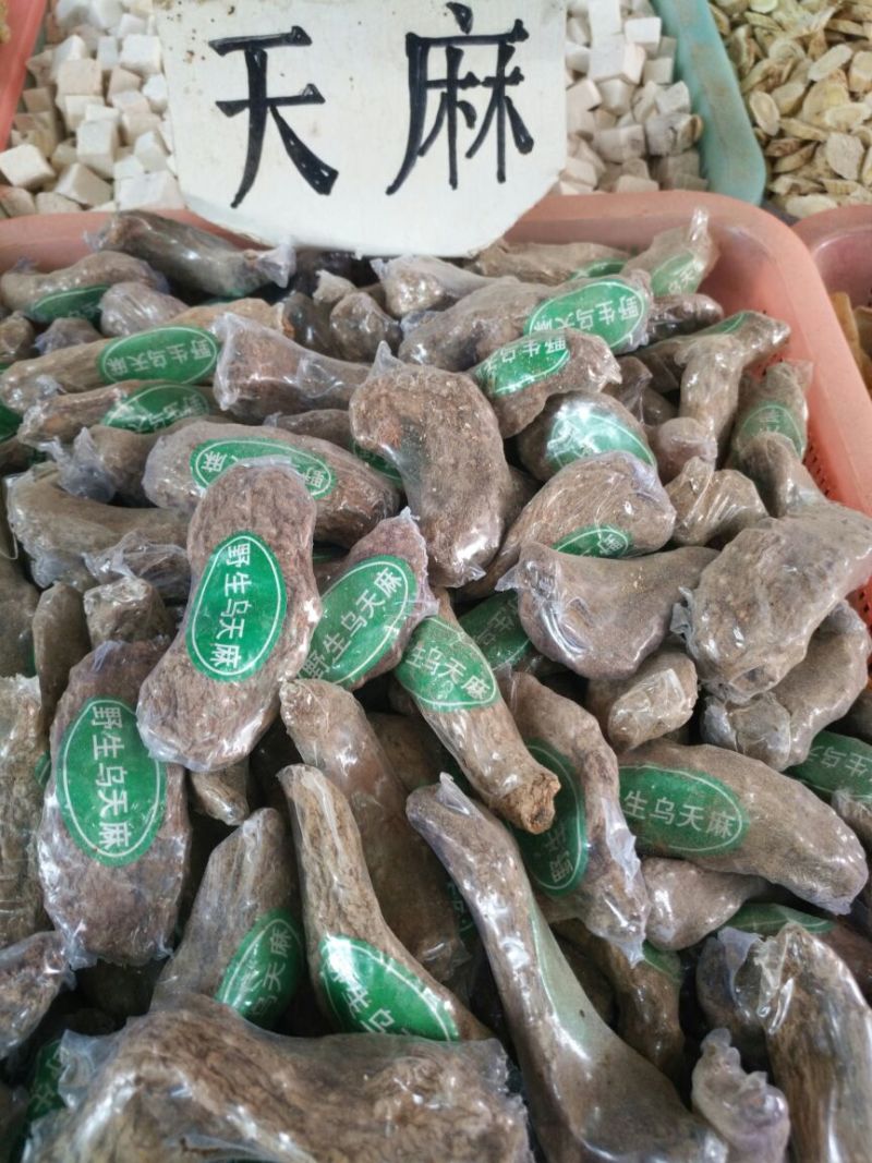 野生天麻，云南昭通仿野生种植