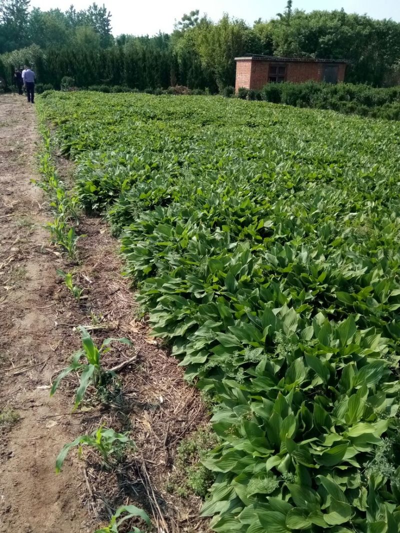 玉簪不含盆成活率100%，供应各种工程苗
