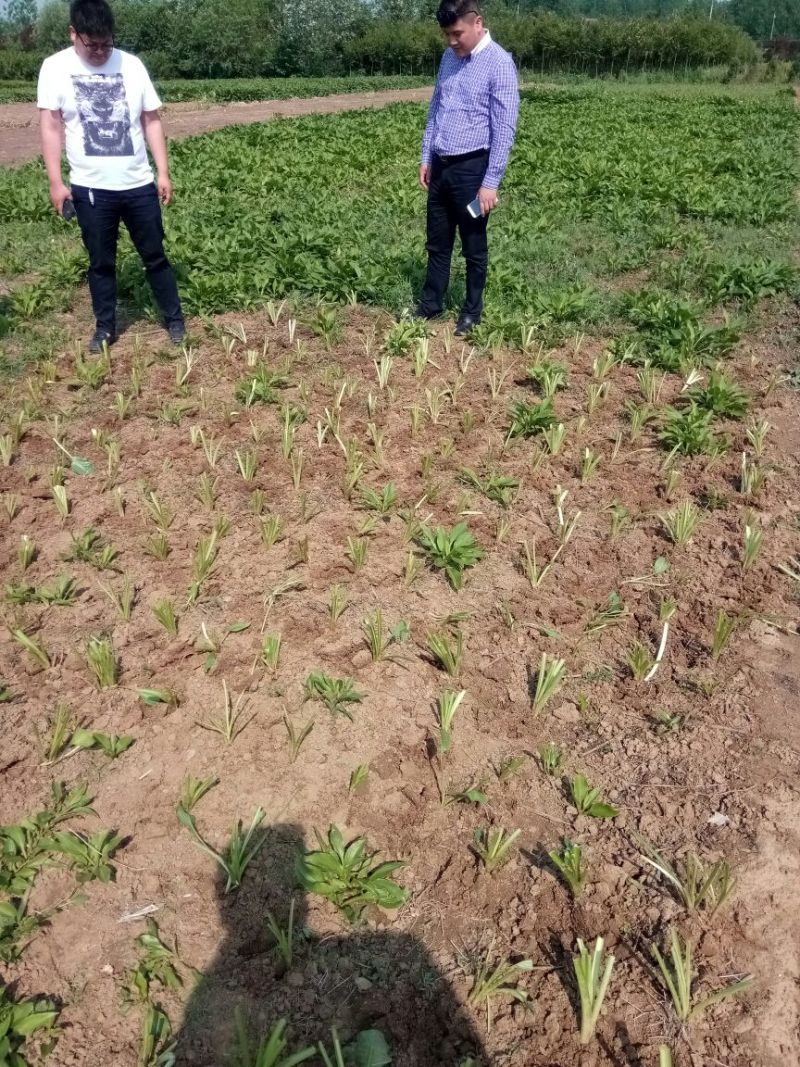 玉簪不含盆成活率100%，供应各种工程苗