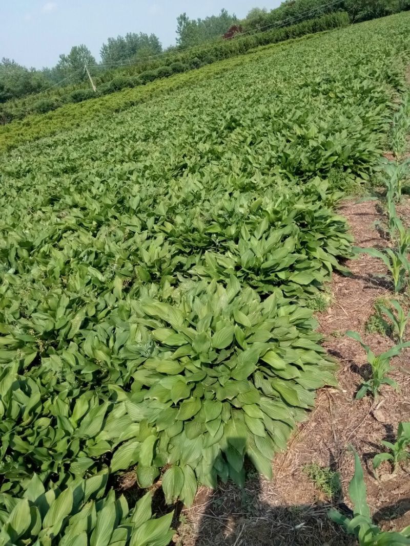 玉簪不含盆成活率100%，供应各种工程苗