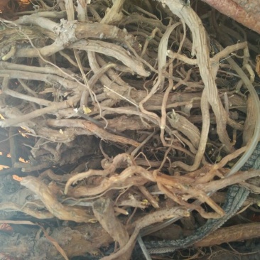 甘肃黄芩，一手货源，规格不限，三年老货欢迎选购