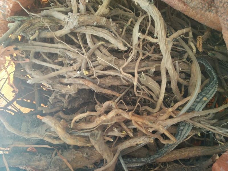 甘肃黄芩，一手货源，规格不限，三年老货欢迎选购