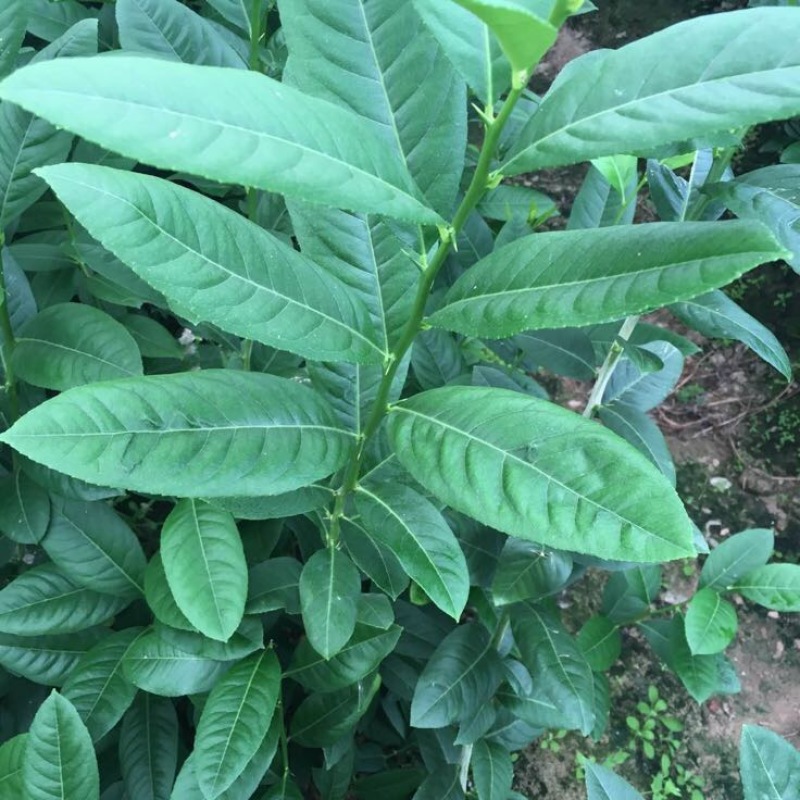 香水柠檬树苗