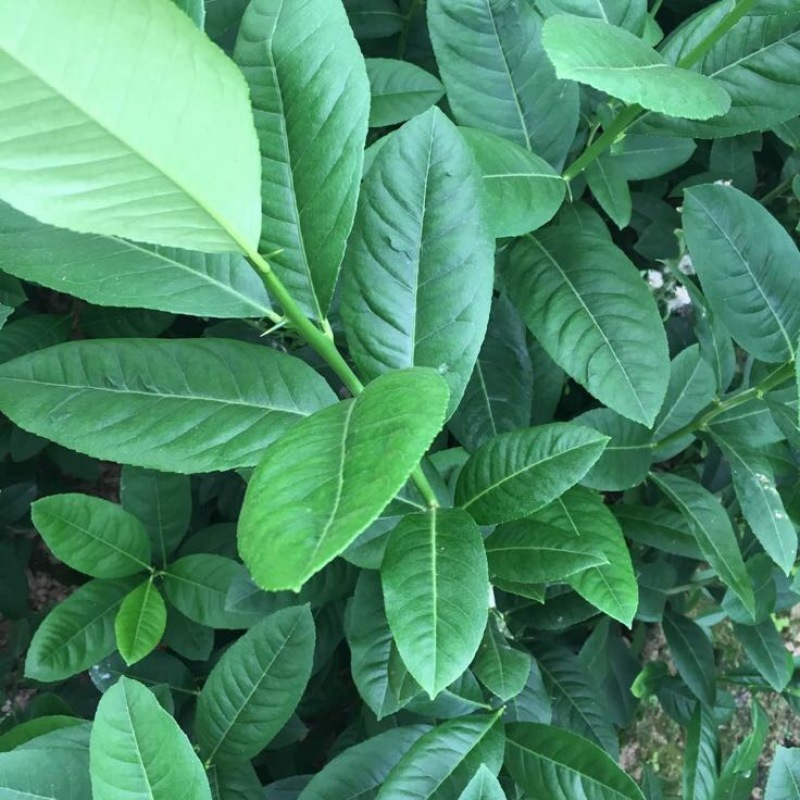 香水柠檬树苗