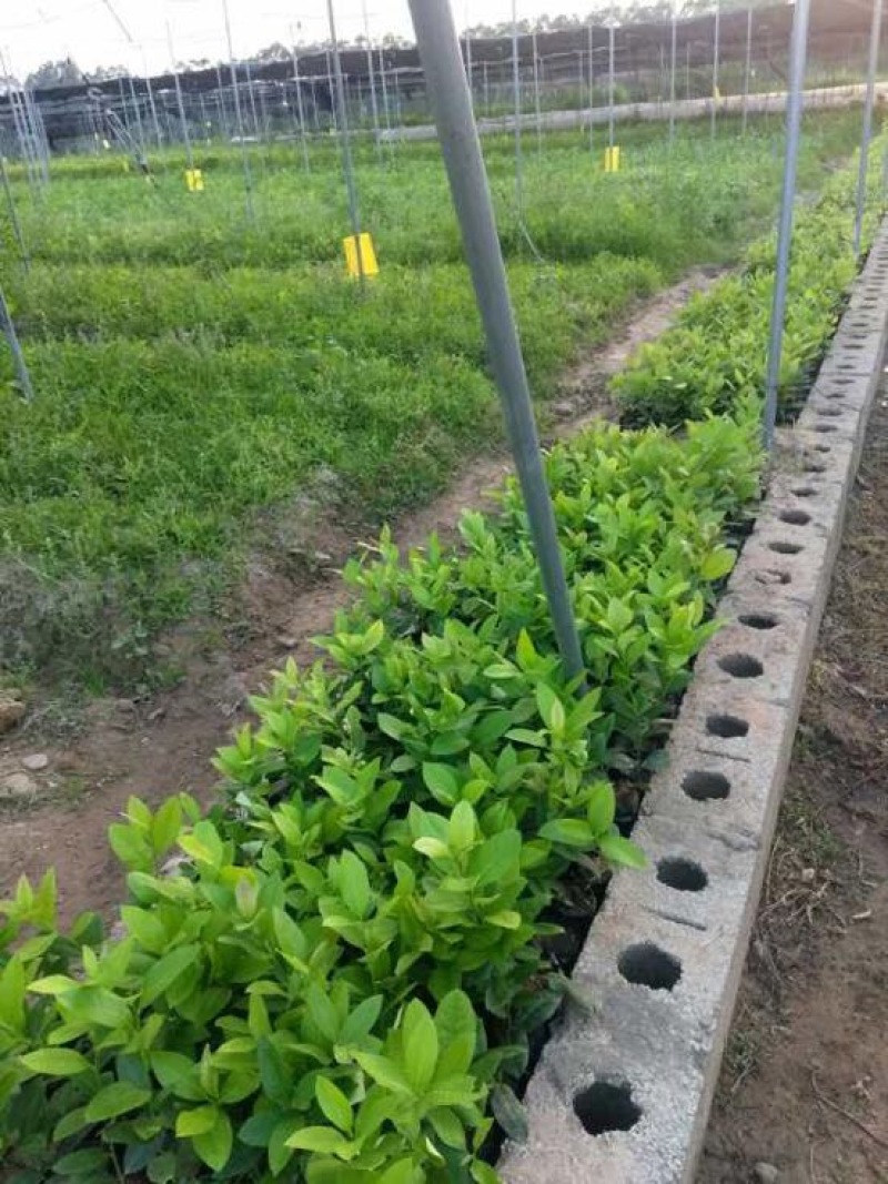 香水柠檬树苗