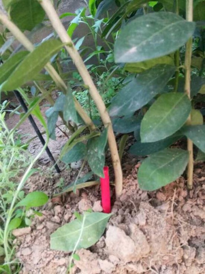 香水柠檬树苗