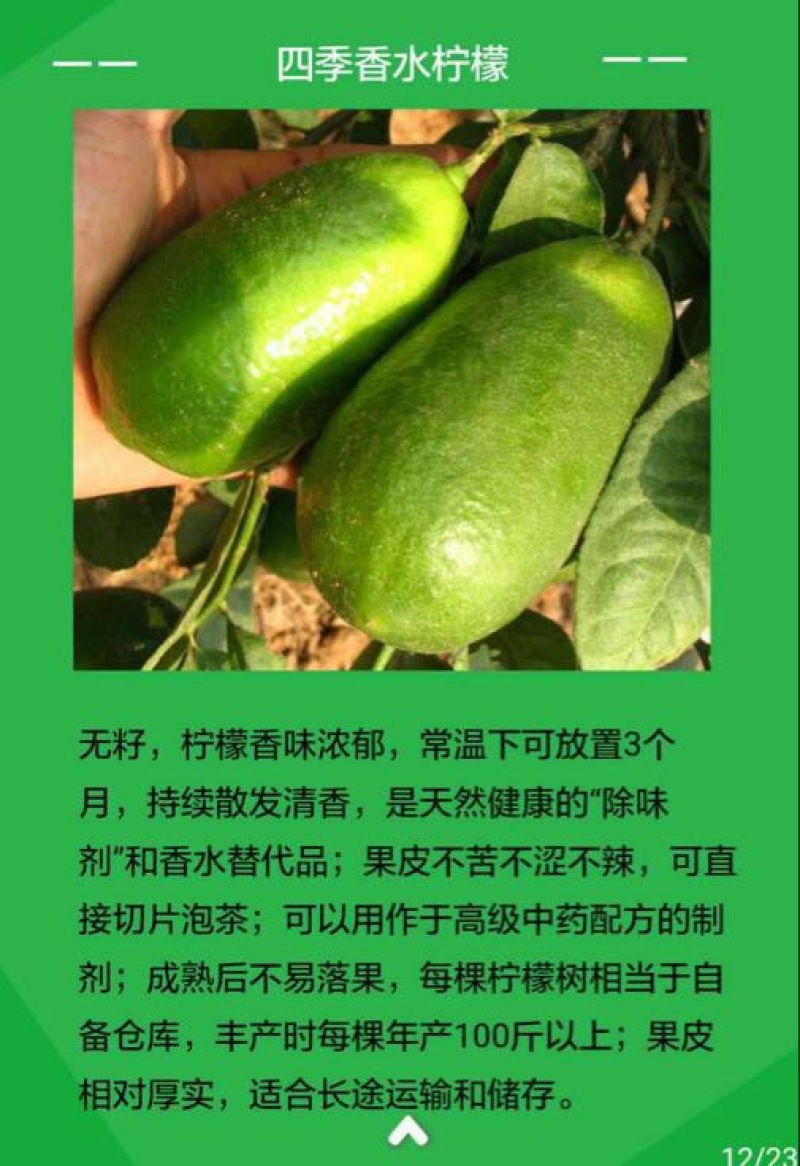 香水柠檬树苗
