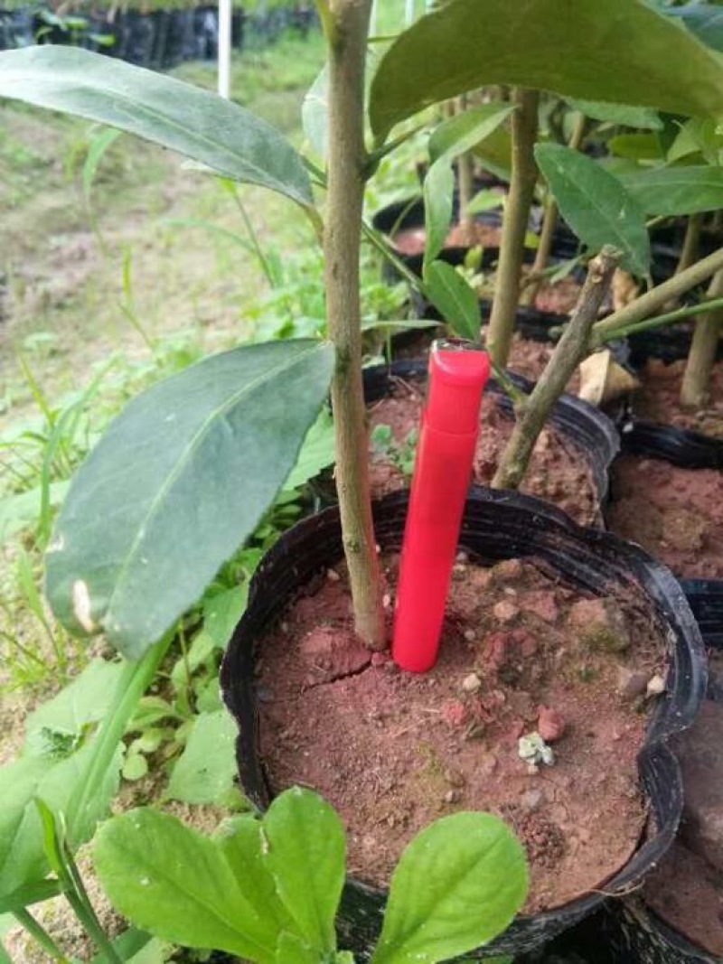 香水柠檬树苗