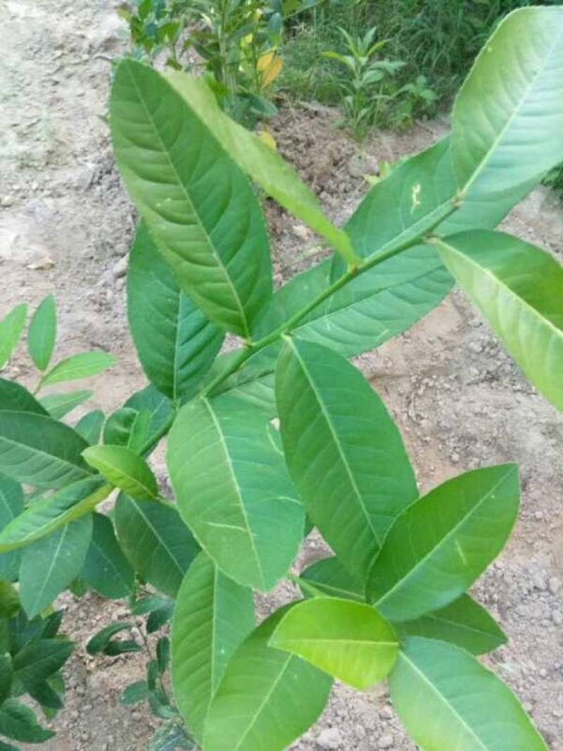 香水柠檬树苗