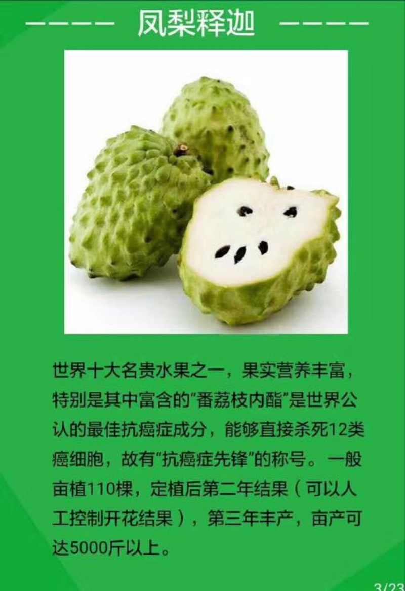 释迦苗