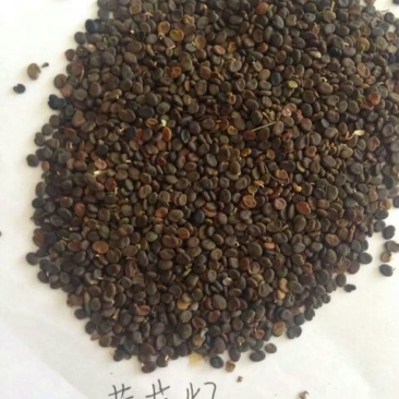 纯新棉芪黄芪籽，干净无杂志，一手货质量有保证，欢迎选购
