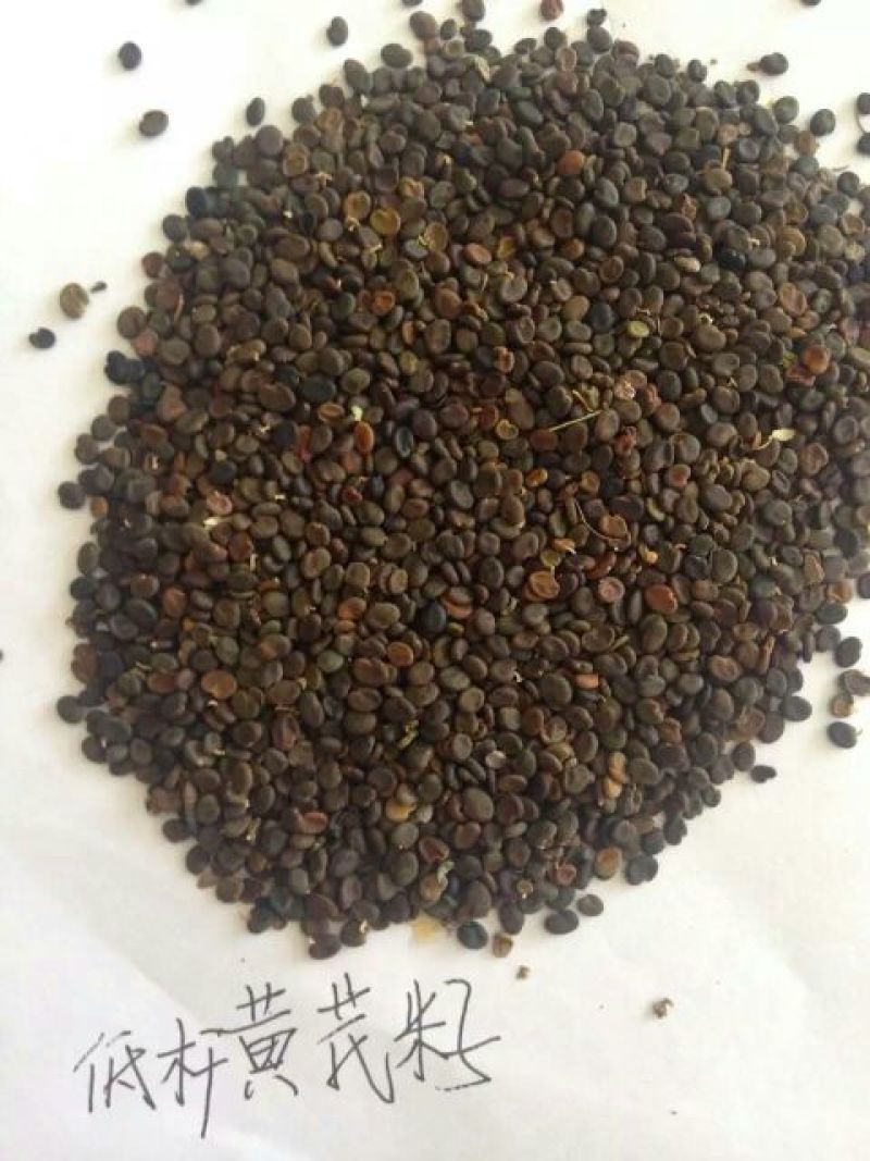纯新棉芪黄芪籽，干净无杂志，一手货质量有保证，欢迎选购