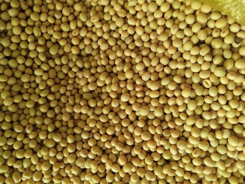 黄黄豆优质