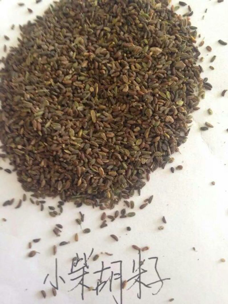 柴胡种子2021纯新柴胡籽，产地甘肃陇西