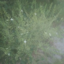 槐米花蕾统