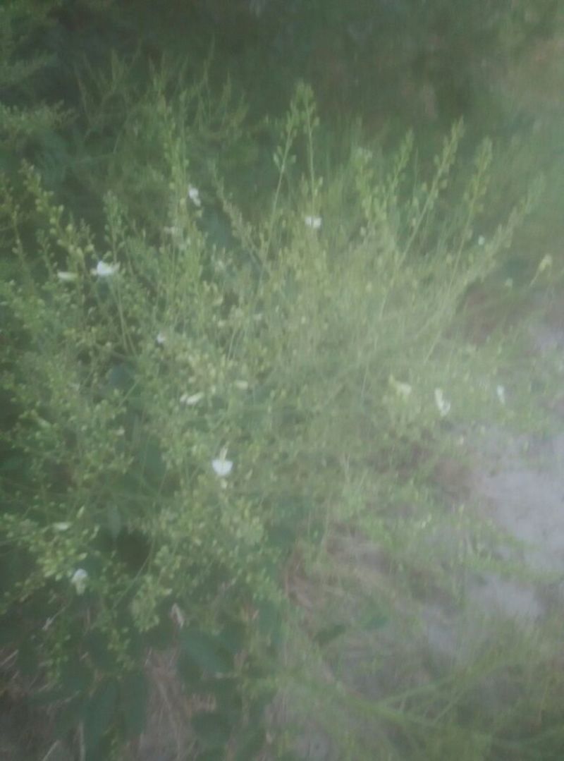 槐米花蕾统