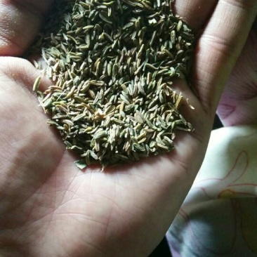 藏柴胡种子，产地甘肃陇西，一手货源，欢迎选购