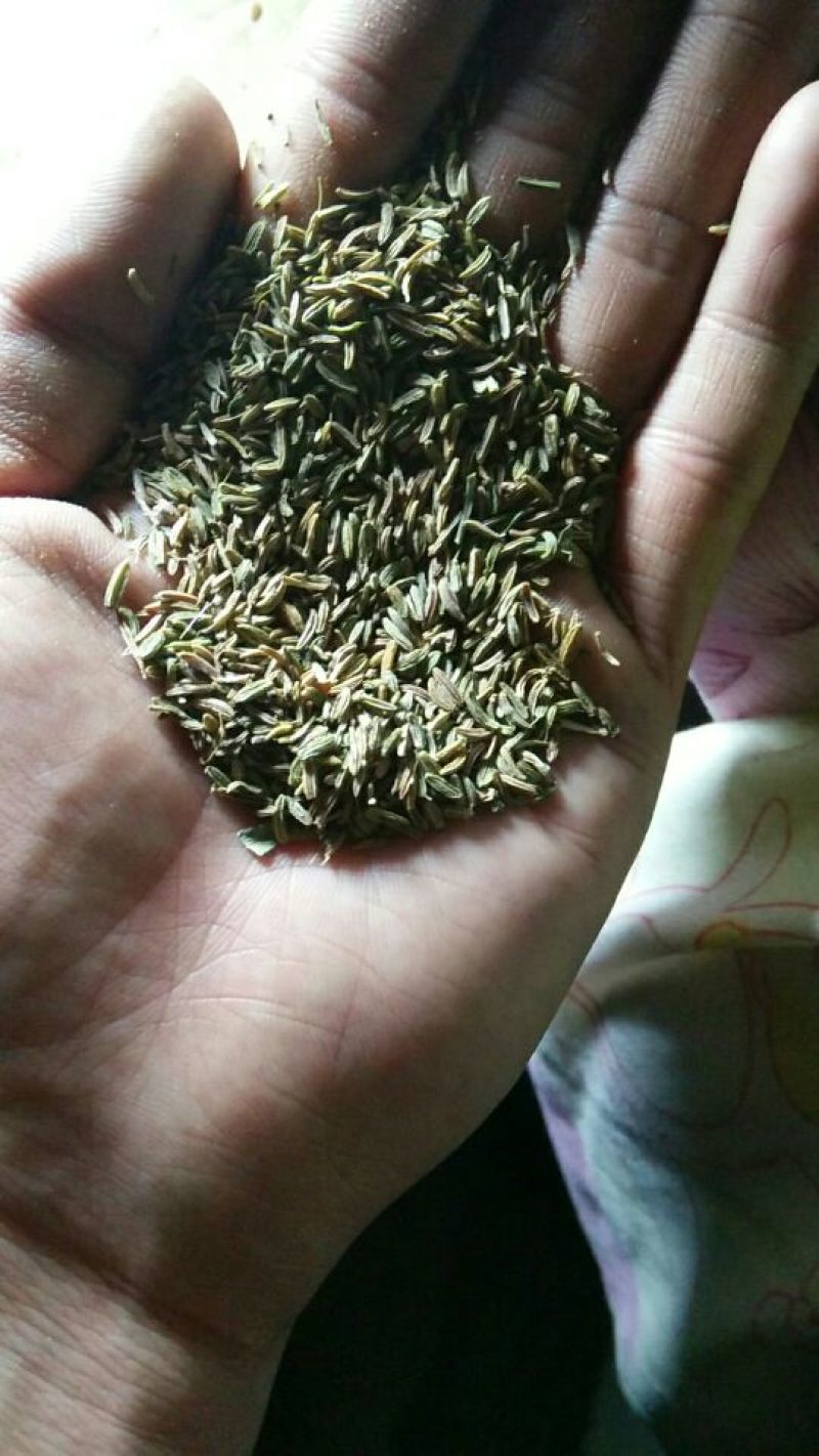 藏柴胡种子，产地甘肃陇西，一手货源，欢迎选购