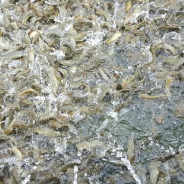 鲶鱼食用